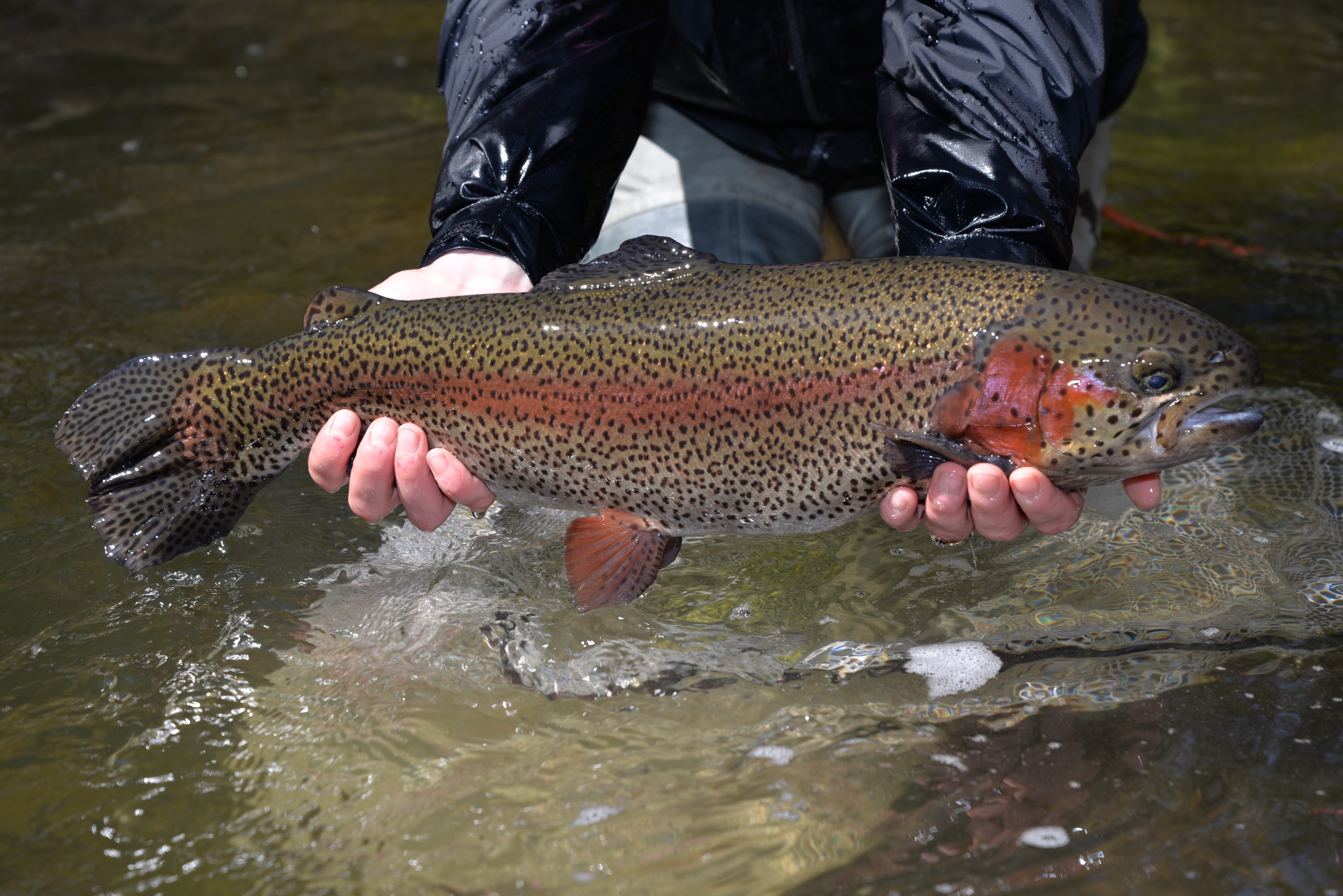 Nc Trout Stocking Schedule 2022 2022 Adult Trout Stocking Schedule Now Available!